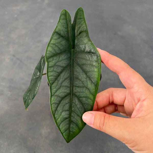 Amazon｜アロカシア：メタリックブルー 3号ポット｜観葉植物